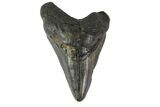 Bargain, Megalodon Tooth - North Carolina #152980-1